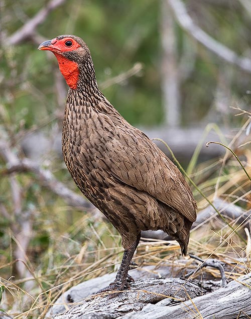 Swainsons Spurfowl